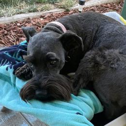 Lexi - Miniature Schnauzer