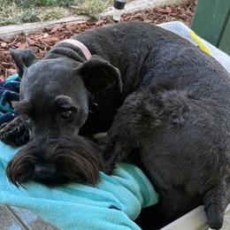 Lexi - Miniature Schnauzer