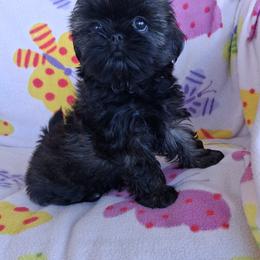 Whisper - Black and tan female Shih Tzu puppy in Sulpher Springs, Texas from Pams Precious Shih Tzus