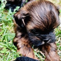 Boy 1 - Shih Tzu puppy from Purelyshihtzupups