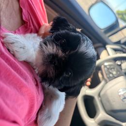 Tom - Black and white male Shih Tzu puppy in Hemet, California from Aloha Shih Tzu