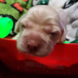 Girl 2 - Brown and tan Cocker Spaniel puppy in Gainesville, Florida from Lady's Cocker Spaniels