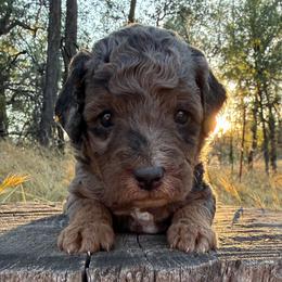 Basil - Merle male Goldendoodle puppy in Redding, California from O’Hara  Doodles