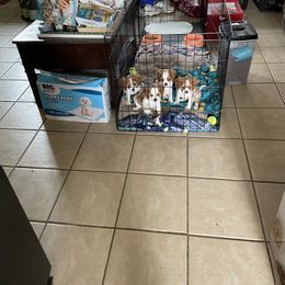 Cavalier King Charles Spaniel All Grown Up from Karen's Cavalier King Charles Spaniels