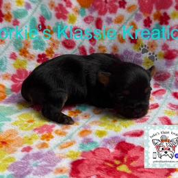 Gabby - Black and tan female Yorkshire Terrier puppy in Dierks, Arkansas from Yorkie’s Klassie Kreations