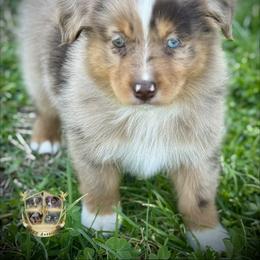 Sweetie - Red merle female Miniature Australian Shepherd puppy in El Dorado Springs, Missouri from HP Aussie Kennels