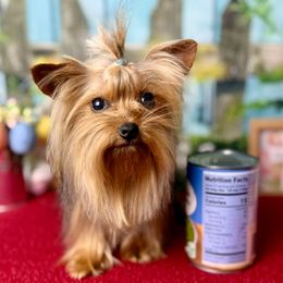 Dash - Yorkshire Terrier