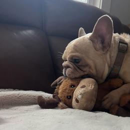 Doughboy - French Bulldog
