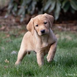 Labrador Retriever Puppies from Sun Ridge Labradors