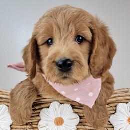 Lucy - Red  female Goldendoodle puppy in Temecula, California from Oodles O'Doodles