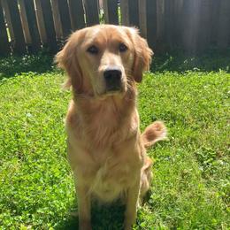 Riley - Golden Retriever