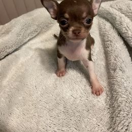 Chihuahua and Dachshund Puppies from Casey's Chihuahuas and Dachshunds