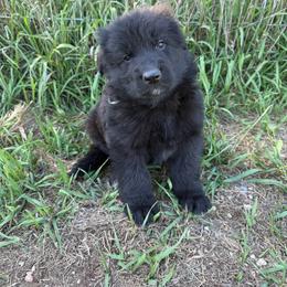 Puma Black male - Black male German Shepherd puppy in Herrick, South Dakota from Dakota Shepherds Kennels
