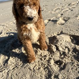 Poodle Puppies from Leaning T Ranch