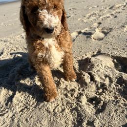 Poodle Puppies from Leaning T Ranch
