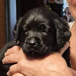 Girl 7 - Jessie - Purple Collar - Black female Labrador Retriever puppy in Latrobe, Pennsylvania from Stone Shoe Ranch Labrador Retrievers