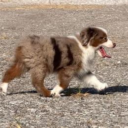 Amigo - Red merle male Toy Australian Shepherd puppy in Prague, Oklahoma from Clay Creek Aussies