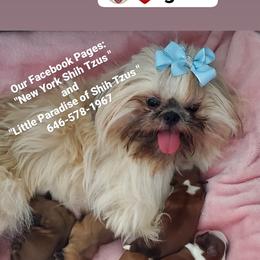 Missy - Shih Tzu
