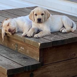 Labrador Retriever Puppies from Converse Premium Labs