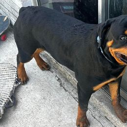 Rottweilers from Jason's Rottweilers