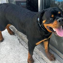 Rottweilers from Jason's Rottweilers