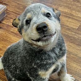 Girl 1 - Australian Cattle Dog puppy in Hurley, Virginia from BoardCamp Kennels-AKC Australian Cattle Dogs