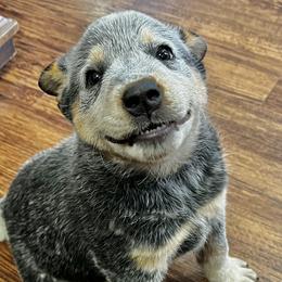 Girl 1 - Australian Cattle Dog puppy in Hurley, Virginia from BoardCamp Kennels-AKC Australian Cattle Dogs
