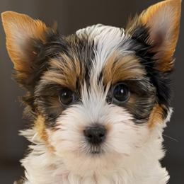 Biewer Terriers from Yoli's Yorkies