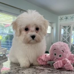 Amelia - White female Maltese puppy in Colonial Beach, Virginia from BeachRidge Pups