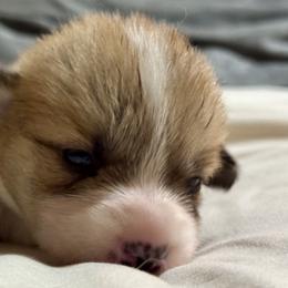 Betsy - Red female Pembroke Welsh Corgi puppy in Brashear, Texas from Sherwood Acres Pembrokes