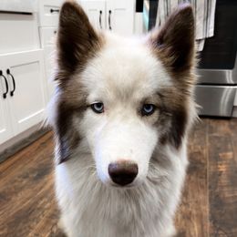 Denver - Siberian Husky