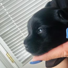Bentley - Black and tan male Yorkshire Terrier puppy in Aurora, Illinois from YorkieLux