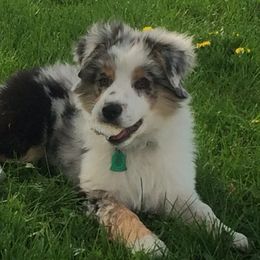 Australian Shepherd Puppies from Pilcher Farms