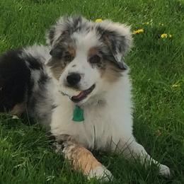 Australian Shepherd Puppies from Pilcher Farms