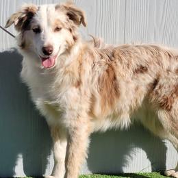 Kokomo - Miniature Australian Shepherd