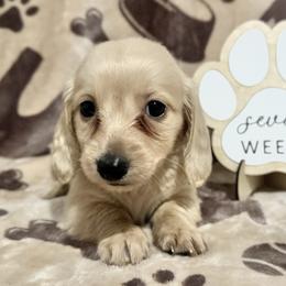 Tigger - Cream male Dachshund puppy in Dothan, Alabama from Little House Pups