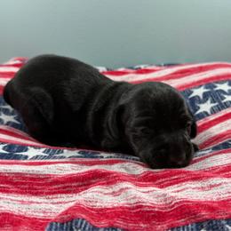 Raven (CKC) - Black female Dachshund puppy in Live Oak, Florida from Johnson’s Weiner Farm