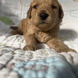 Goldendoodle Puppies from Cassie Farms