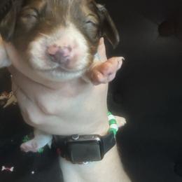 Tony - Piebald male Dachshund puppy in Jacksonville, North Carolina from Lizzie’s Doxies