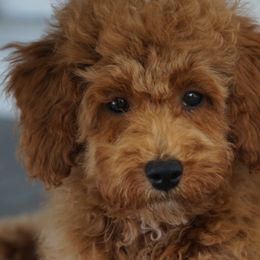 Dolph - Poodle puppy in New Jersey from TK Poodles