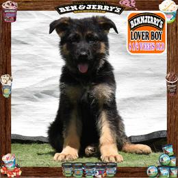 BEN N JERRY --- He is a sensational large boy - Black and red male German Shepherd puppy in Murrieta, California from Diamond Oaks German Shepherds