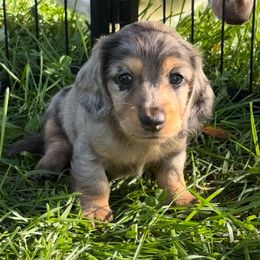 Nimbus (4000) - Dapple male Dachshund puppy in Albany, Wisconsin from Deglow’s Doxies