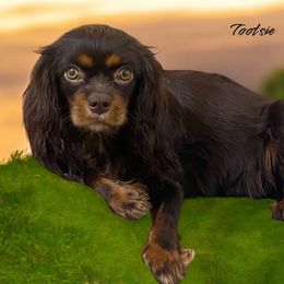 Tootsie - Cavalier King Charles Spaniel