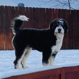 Harlow  - Bernedoodle