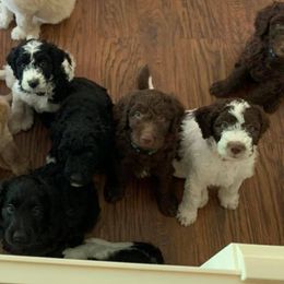 Goldendoodles from Carolina Coast Doodles