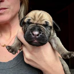 Sol (Rainbow Collar) - Reddish brown female Boerboel puppy in Manitowoc, Wisconsin from Mae Boerboel