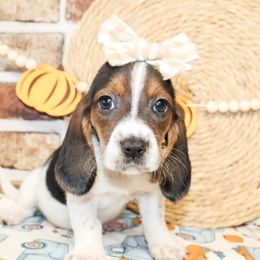 Tandy - Black white and tan female Basset Hound puppy in Antlers, Oklahoma from Rocking H