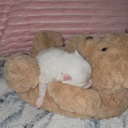 Boy 2 - Blue parti male Pomeranian puppy in Angleton, Texas from Pomeranian Palace, LLC