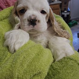 Girl 3 - Red and white Cocker Spaniel puppy in Northampton, Pennsylvania from ChristMos Cockers