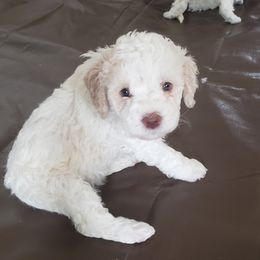 Lagotto Romagnolo Puppies from 1880 Lagotto